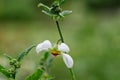 Chilean stinging nettle Loasa triphylla var. vulcanica a pending white flower Royalty Free Stock Photo